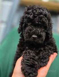 Cuccioli barboncini toy black femminucce