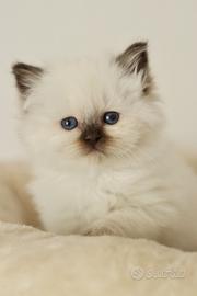 Cuccioli gatto Sacro di Birmania