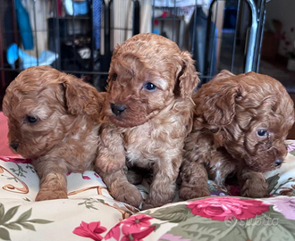 Disponibile barboncino toy red