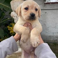 Cuccioli di Labrador retriever con Pedigree Enci