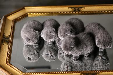 Scottish Fold