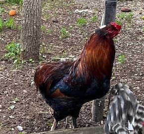 Gallo araucana