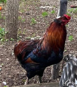 Gallo araucana