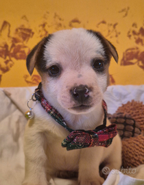 Cucciolo maschio Jack Russel ( no pedigree )