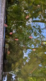  Piante acquatiche da laghetto e acquario