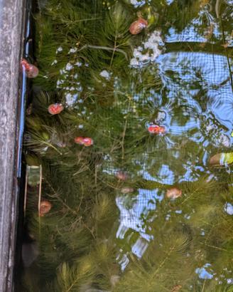  Piante acquatiche da laghetto e acquario