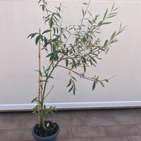 Salice varietà alba
