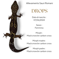 Gechi leopardini adulti