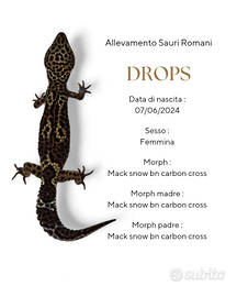 Gechi leopardini adulti