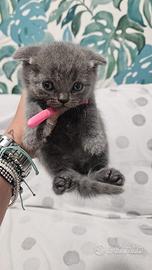 Gattini scottish fold/straight