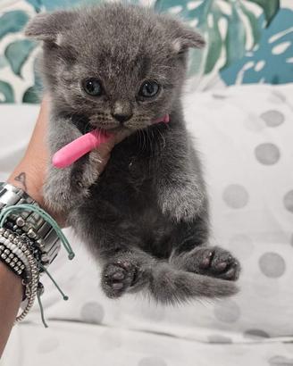Gattini scottish fold/straight