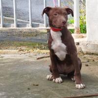 Pitbull