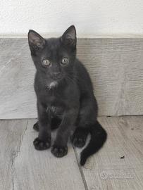 Gattini di due mesi desiderosi di coccole