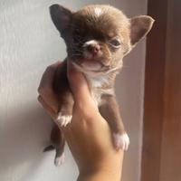 Mini chihuahua cioccolato con bianco