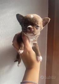 Mini chihuahua cioccolato con bianco