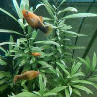 Platy (poecilidi)