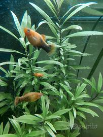 Platy (poecilidi)