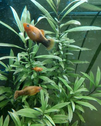 Platy (poecilidi)