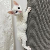 Maine Coon