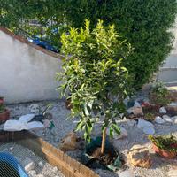 Giardini