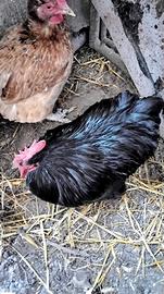 Gallo cocincina nero