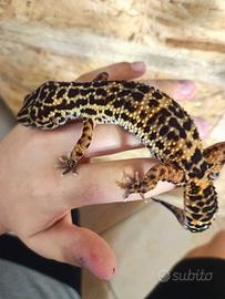 geco leopardino femmina