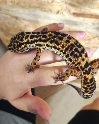 geco leopardino femmina