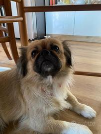 Cagnolino