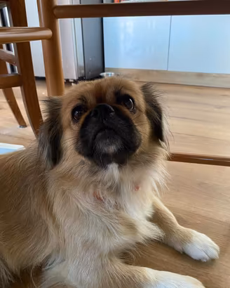 Cagnolino