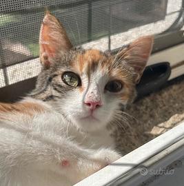 Gattina tricolore 3 mesi