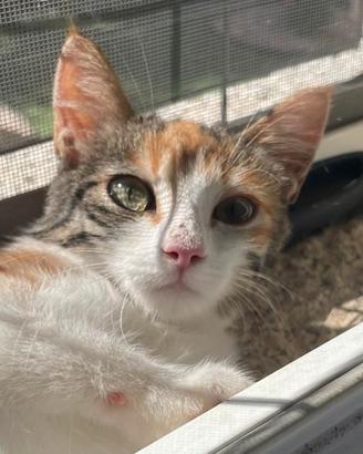 Gattina tricolore 3 mesi