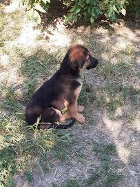 Cuccioli pastore tedesco belga