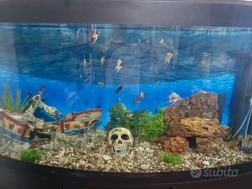 acquario
