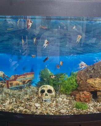 acquario