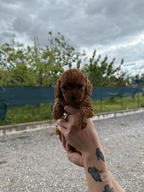 Barboncini mini toy red brown