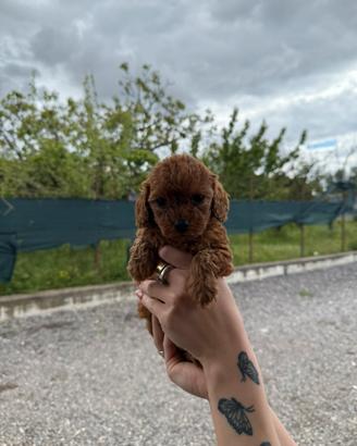 Barboncini mini toy red brown