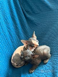Gatto Canadian Sphynx
