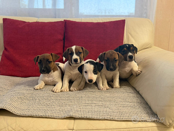 Cuccioli Jack Russell Terrier