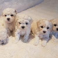 Cuccioli Bichon a poil frisè