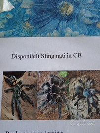 Spider Tarantola Ragno Spiderling/sling nati in CB