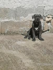 Cuccioli Cane Corso