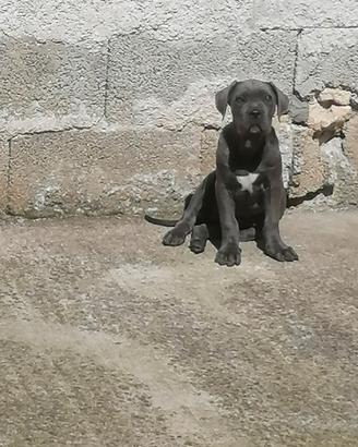 Cuccioli Cane Corso