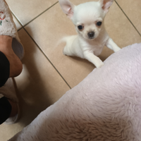 Chihuahua maschio con pedigree