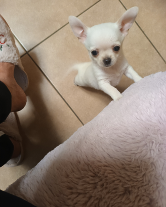 Chihuahua maschio con pedigree