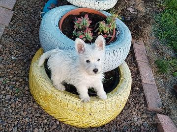 West highland terrier