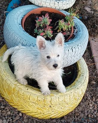 West highland terrier