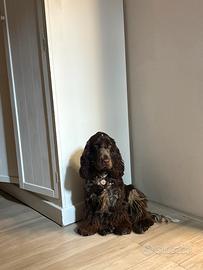 Cocker spaniel femmina