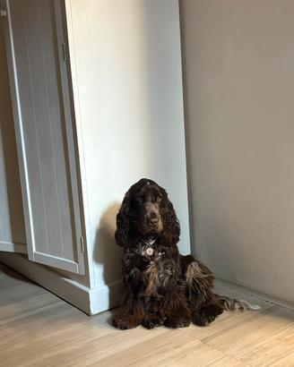Cocker spaniel femmina