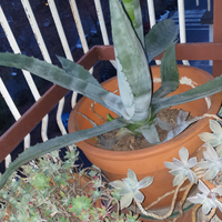 Agave americana