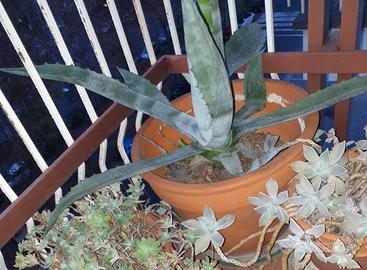 Agave americana